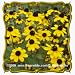 Brown-Eyed Susan (Rudbeckia triloba) Jumbo Wildflower Seed Packet - 2000 Seeds
