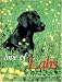 labrador33 - Love of Labs The Ultimate Tribute to Labrador