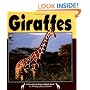 Giraffes (Nature Watch)