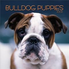 Bulldog Puppies Mini Wall Calendar: 2003