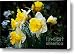 Narcissus Las Vegas The Choir Canvas Print / Canvas Art - Artist Andee Photography