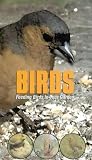 Birds - Feeding Birds In Your Garden [2001] VHS
