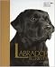 Labrador Retriever (Best of Breed)