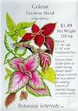 Coleus Rainbow Blend Seeds