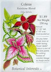 Coleus Rainbow Blend Seeds