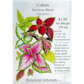 Coleus Rainbow Blend Heirloom Seeds 325 Seeds
