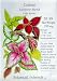 Coleus Rainbow Blend Seeds