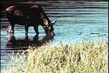 Classic Natural Resources & Conservation Films DVD: 1940s - 1960s History of Land Use, Sustainable Development, Environmental Sustainability, And Water & Soil Conservation Films