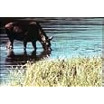 Classic Natural Resources & Conservation Films DVD: 1940s - 1960s History of Land Use, Sustainable Development, Environmental Sustainability, And Water & Soil Conservation Films