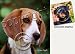 Beagle Dog Drink Coasters