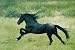 Large 35x23 inch Galloping Black Stallion Horse Poster