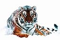 Poster Siberian Tiger - Größe 91,5 x 61 cm - Maxiposter