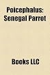 Poicephalus: Senegal Parrot