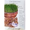 Cat Grass Seeds 500 Seeds