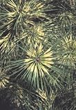 Pinus thunbergiana: Japanese Black Pine Seeds