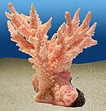 ACROPORA ABROTANOIDES