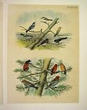 10 WARBLERS & GROSBEAK JASPER BIRDS OF AMERICA 1878
