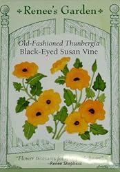 Black Eyed Susan Vine Seeds