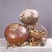 Bushel Gourd 10 Seeds