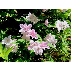 Jasmine Climber