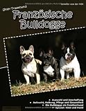 Unser Traumhund: Französische Bulldogge
