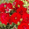 ROSE GEORGE BEST-Ideal Fathers Day Gift, Plant Gifts For Dad,Father,Grandad