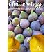 Quitte & Feige. Voll im Trend und urspr�nglich kochen