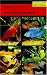 The Cichlid Aquarium