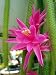 Rare Rattail Cactus - Aporocactus - Very Easy to Grow!