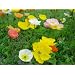 Papaver - Artist's Glory Mixed - 1000 seeds [ poppy ]