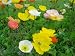 Papaver - Artist's Glory Mixed - 1000 seeds [ poppy ]