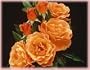 Livin' Easy (Rosa Floribunda) - Bare Root Rose