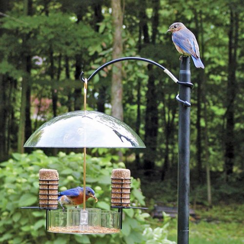 Birds Choice Supper Dome Seed, Suet, and Mealworm Bird Feeder