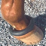 Fetlock Ring