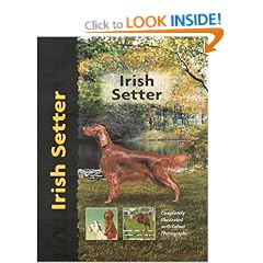 Irish Setter (Pet love)