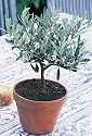 Olive Tree