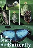 Story of the Butterfly