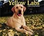 Just Yellow Labs