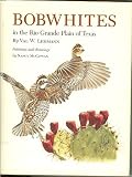Bobwhites in the Rio Grande Plain of Texas