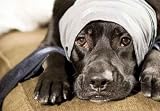 Sick Dog - 24