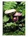 Viscid Violet Cort, Mohican State Park, Ohio Photographic Poster Print by David M. Dennis, 12x16