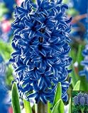 Blue Jacket Hyacinth 10 Bulbs - True Blue - FRAGRANT