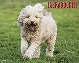 Labradoodles 2011 Wall Calendar (Just)