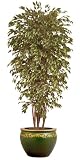 7FT VARG. FICUS TREE/2PC