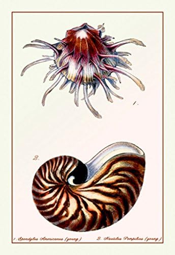 Spondylus Americanus - Nautilus Pompilius, by Sowerby, 32x48 Canvas Giclée, Gallery Wrap, Office Size