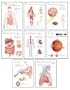 Human Anatomy Chart Pack: Wall Chart