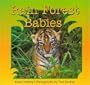 Rain Forest Babies
