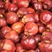 Red Delicious Apple Tree