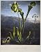 Photographic Prints of THORNTON BOG PLANTS. American Bog Plants and Pitcher Plant. Left to right from Granger Art on Demand