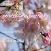 Mendelsshon: Oeuvres pour violoncelle et piano at MP3 downloads for the name: 5125nJvyTjL._SL75_